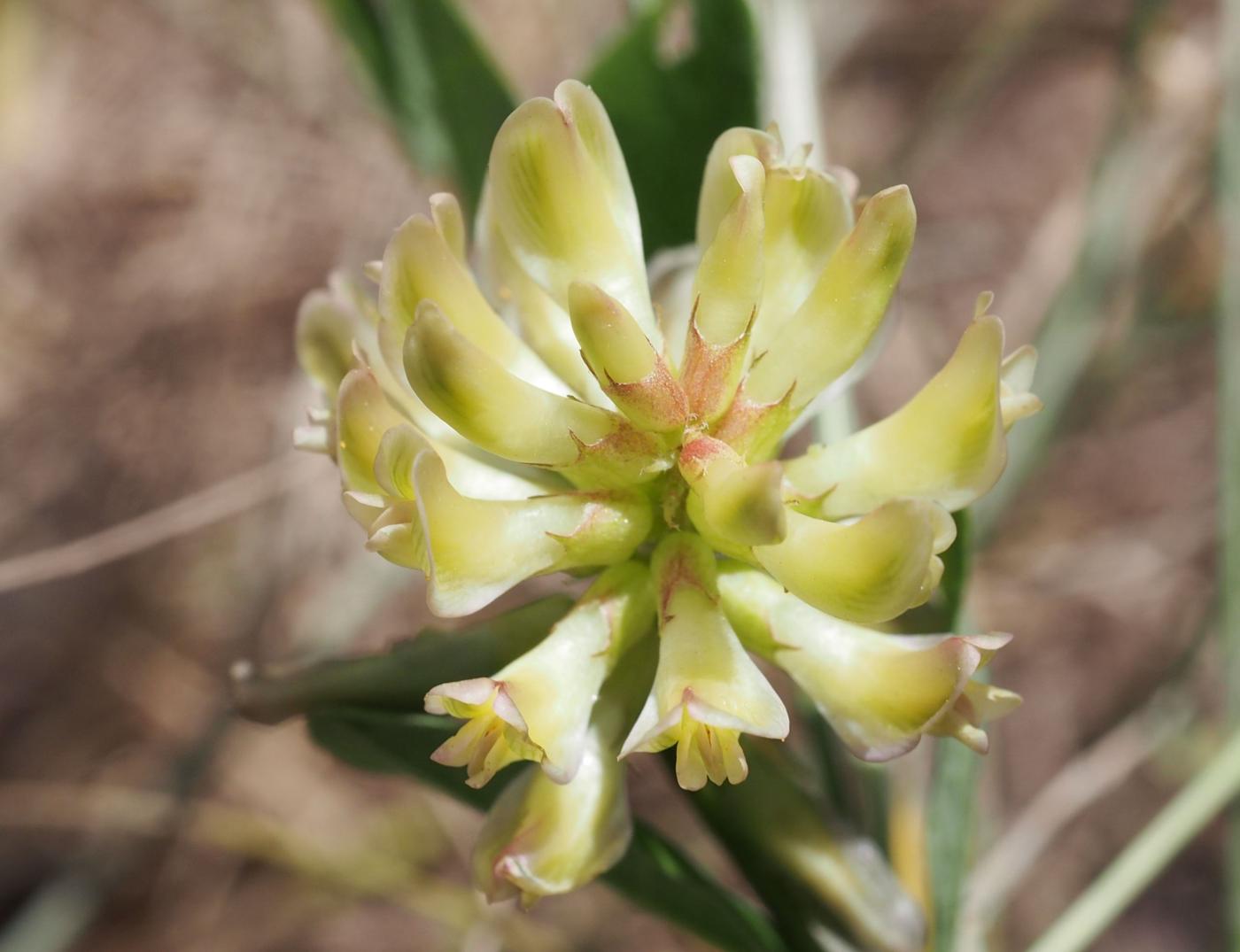 Liquorice, Wild flower